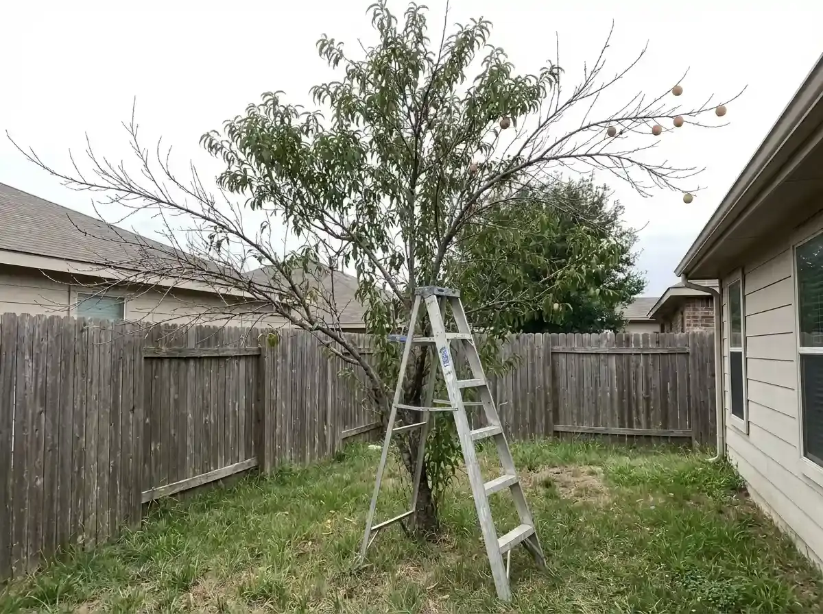 Звичайний нектарин