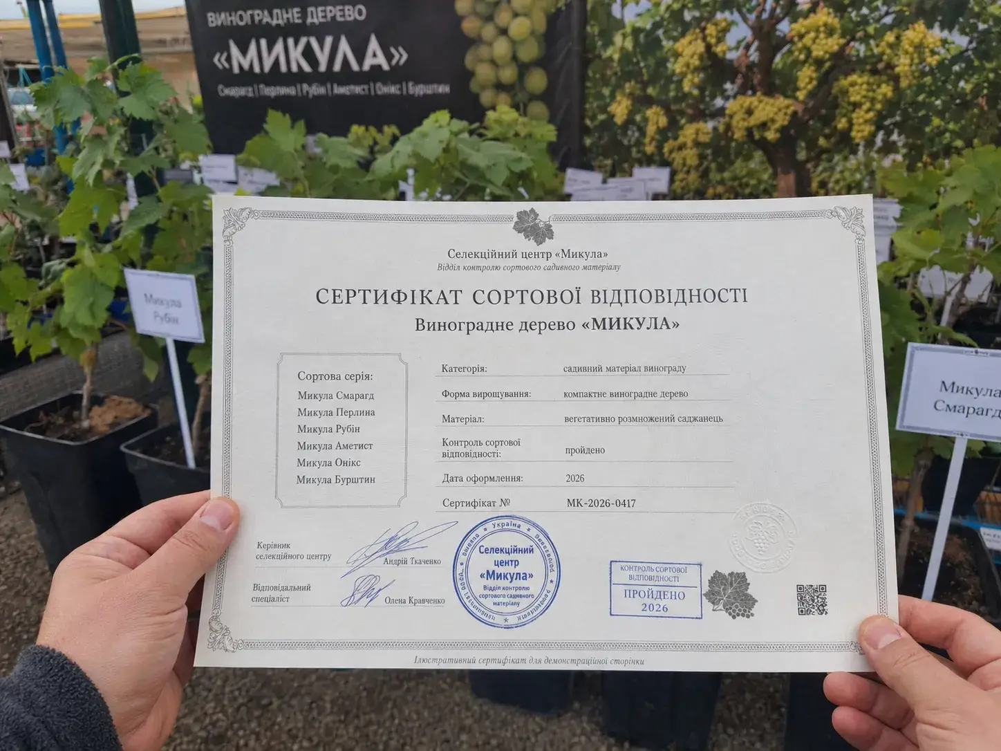 Деревце Микула з гронами на виставковому стенді